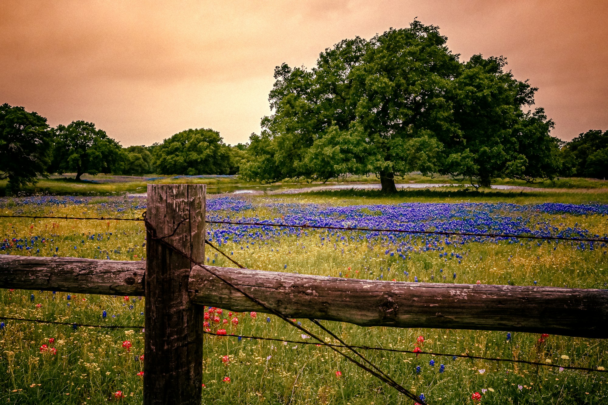 Bluebonnets blooming wide across a Texas pasture