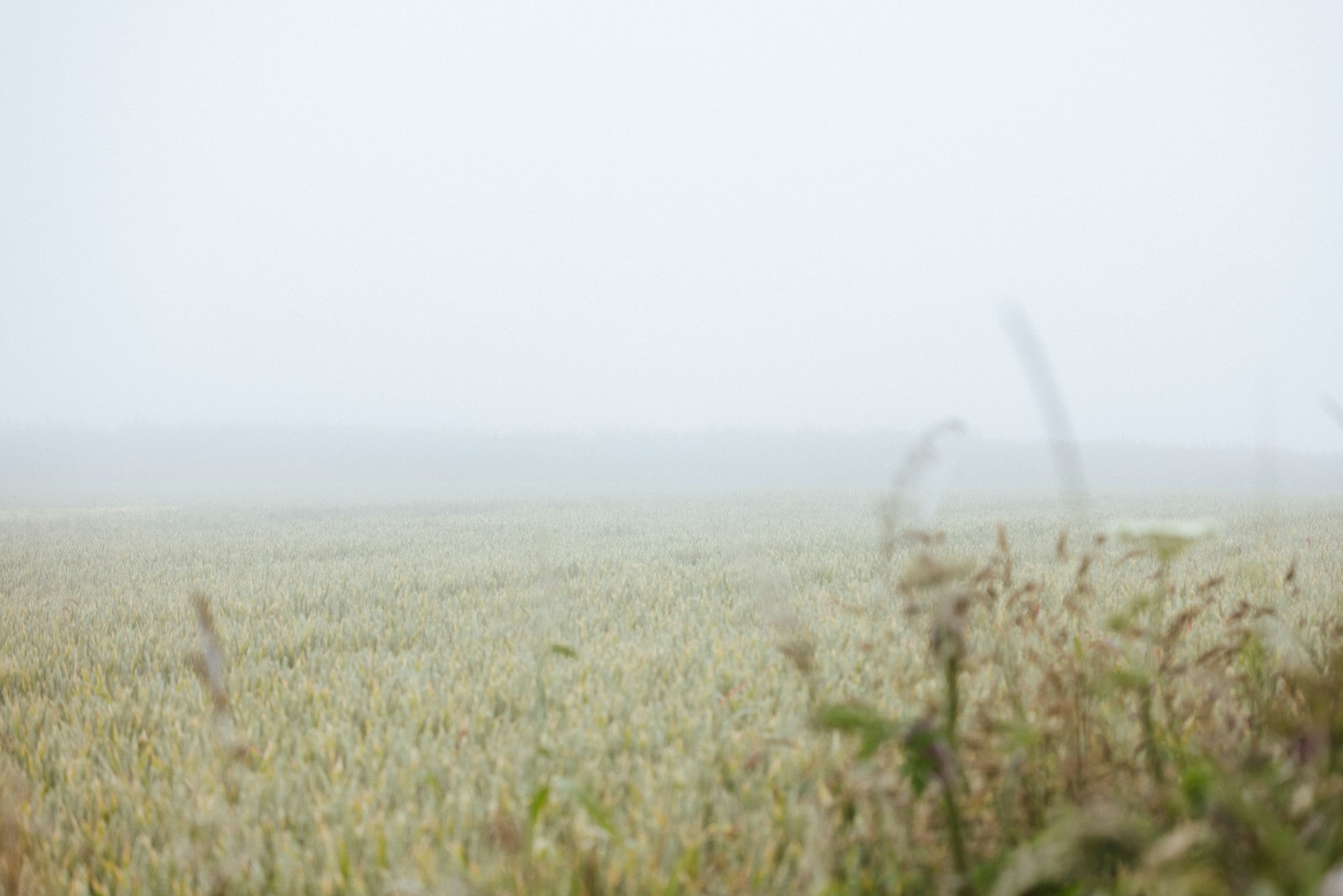 Early morning mist hanging over a Texas field