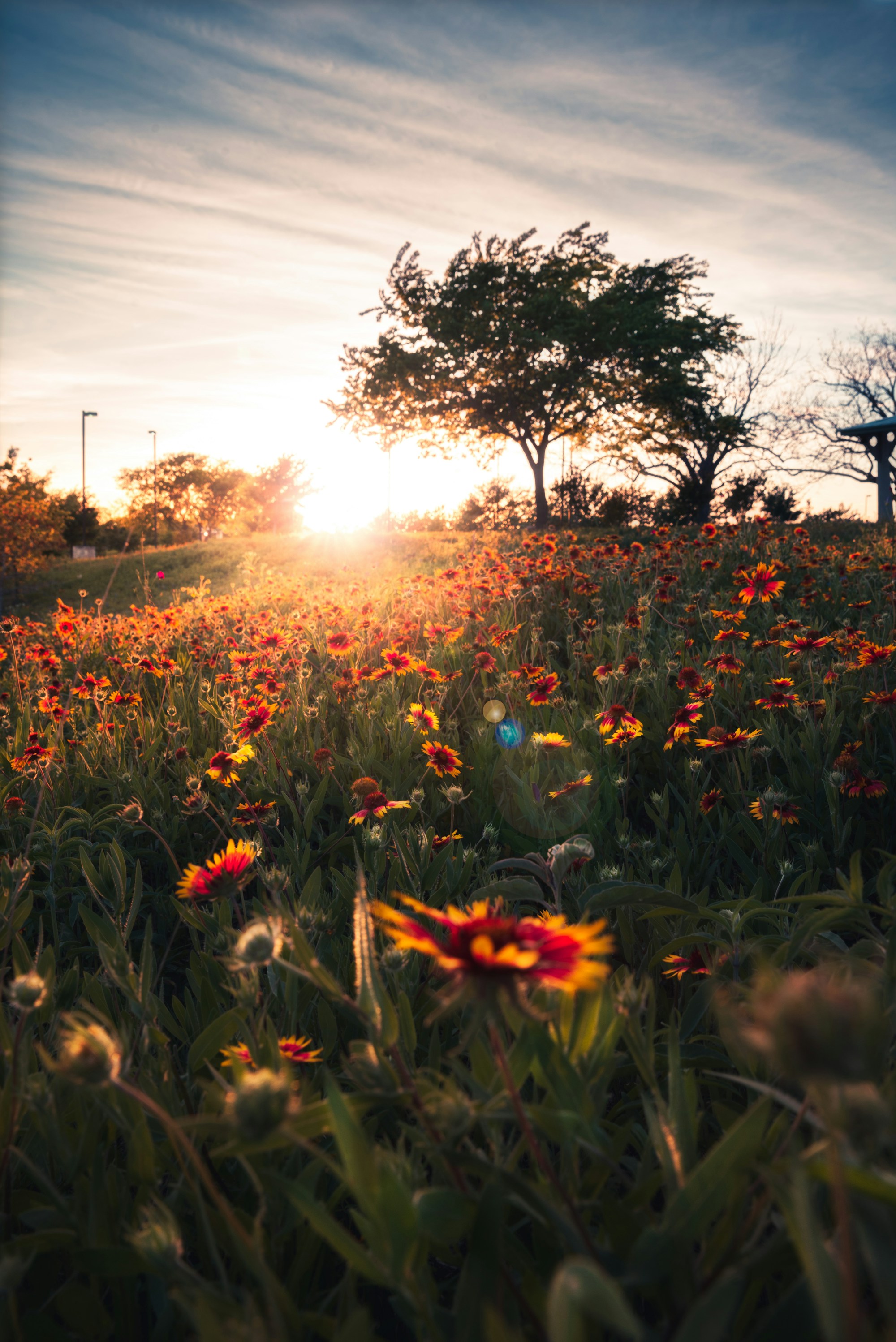 Indian blanket wildflowers glowing in the last of the sun